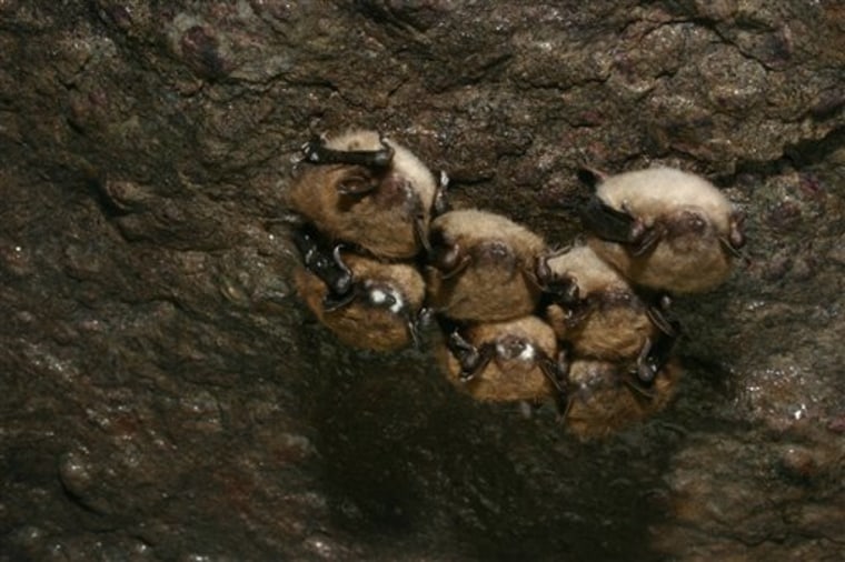This undated handout photo provided by the journal Science shows a small cluster of hibernating little brown bats each showing different stages of infection from the cold-loving fungus, Geomyces destructans. 